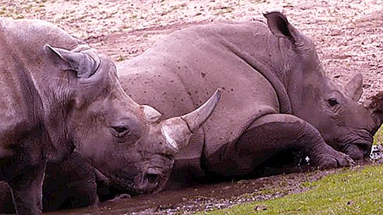 Sai quanti rinoceronti vivono?