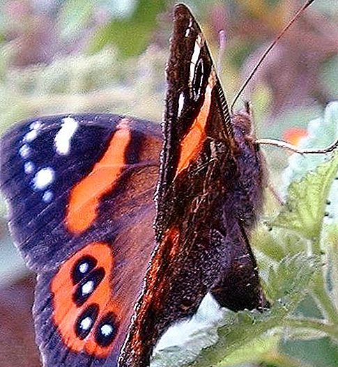 Пеперуда адмирал - красиво творение на природата