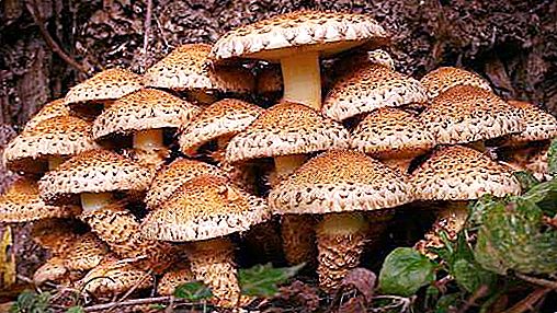 Skala pospolita (Pholiota squarrosa): jadalny grzyb: opis miejsca, w którym rośnie