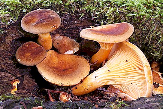 What are inedible mushrooms