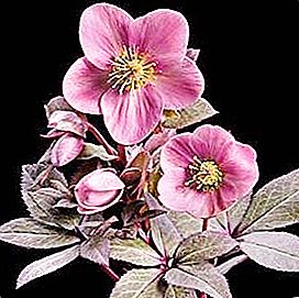 Roosade lilledega lill: ilu kimbus ja lillepeenras
