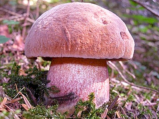 Dubovik: en svamp som liknar en vit svamp