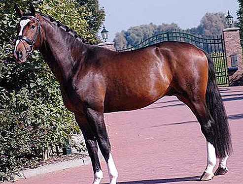 Dutch warm-blooded breed of horses: breed description