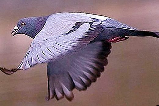 Bagaimana burung merpati tahu di mana hendak terbang: spesies, ciri, teori, andaian, kompas biologi dan rasa arah
