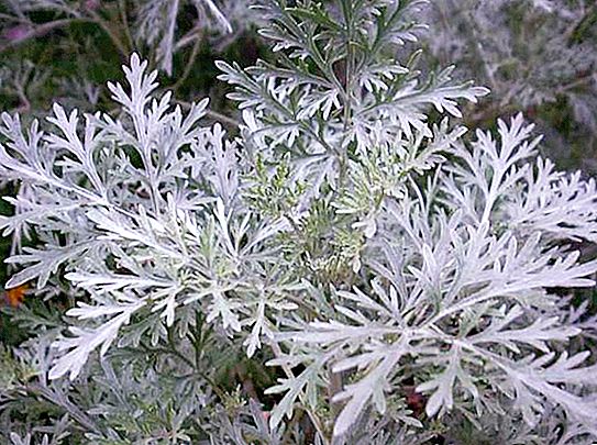 What does wormwood look like? Wormwood - photo. Types of wormwood: description, names