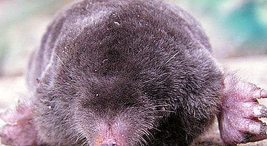 Mole: τι τρώει και πώς ζει αυτός ο υπόγιος ερημίτης