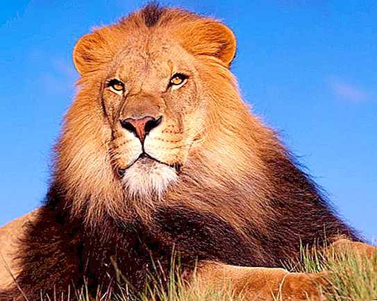 Kas gali nugalėti liūtą? Tigras ir lokys yra verti priešininkai
