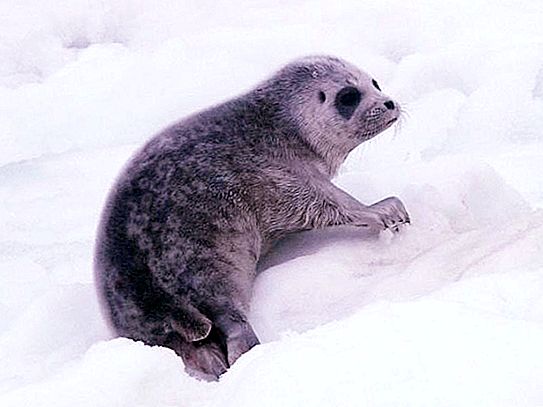 Ang mga seal ng Ladoga (naka-ring na selyo): paglalarawan, tirahan