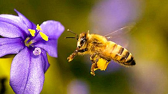 צמחי דבש לדבורים. צמחי הדבש