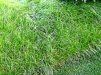 Bluegrass meadow - perennial grass