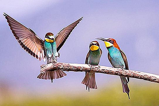 Bee-eater fugl: beskrivelse, habitat, foto