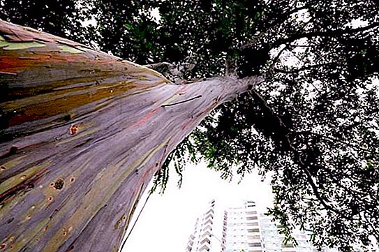 Regenbogen-Eukalyptus. Bedingungen und Orte des Wachstums
