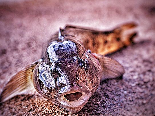 Peix bombolla: goby en aigua dolça
