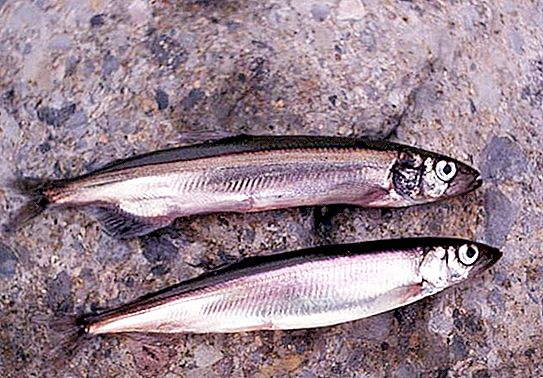 Ikan Uyek (capelin): deskripsi, habitat, kepentingan ekonomi
