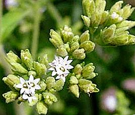 Stevia: recenze, historie a fotky medové trávy
