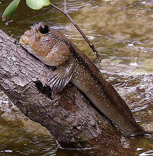 Jumper lumpur ikan darat: deskripsi dan foto