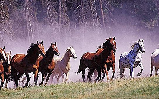 Suhu tubuh kuda: norma, fitur, dan metode pengukuran