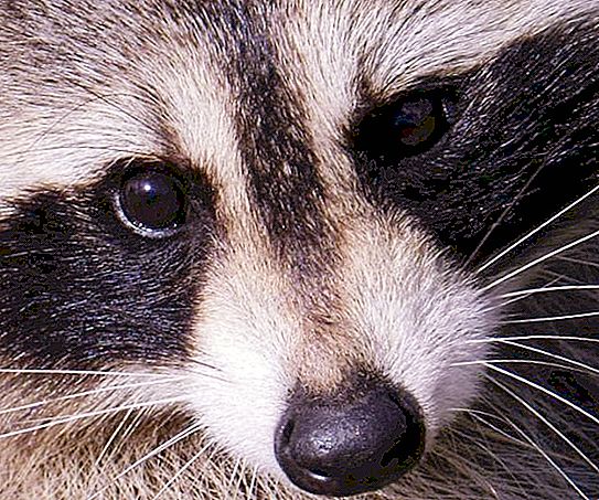 Spesies raccoon: perihalan, ciri, habitat. Keluarga Raccoon