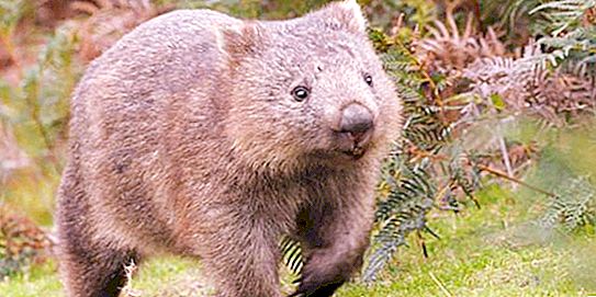 Wombat: động vật của Úc. Những con gấu nhỏ của lục địa xanh