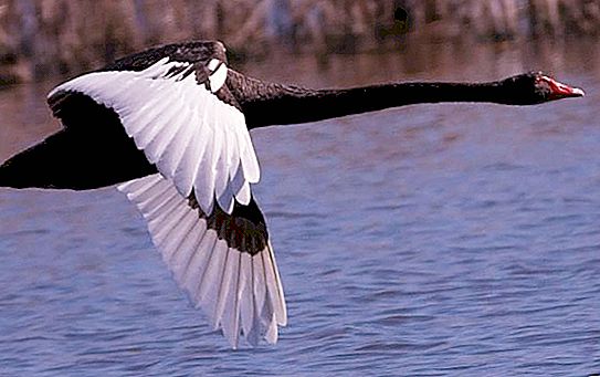 Черен лебед - благородна птица