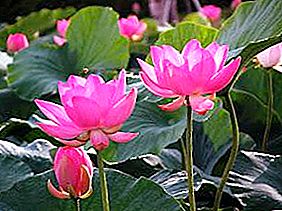 Lotus blomster - guddommelige symboler på renhed og liv