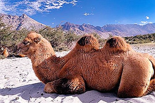 Camell bacterià: nom, fets interessants, foto