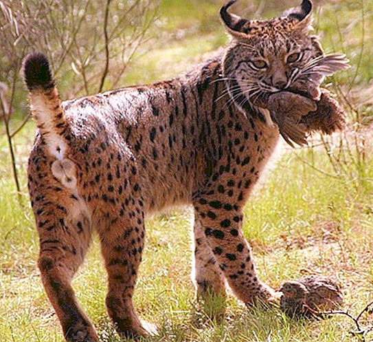 Spanish Lynx: species features