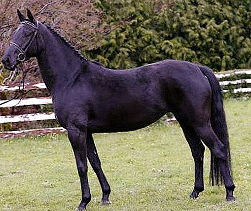 Кабардинска порода коне: история, характеристики, описание на екстериора