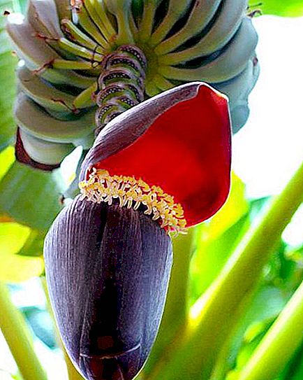How does a banana bloom in nature?