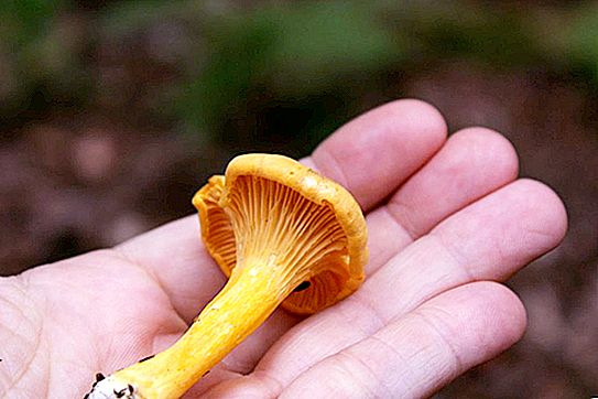 How not to make a mistake when collecting mushrooms? Methods for determining mushrooms from the photo