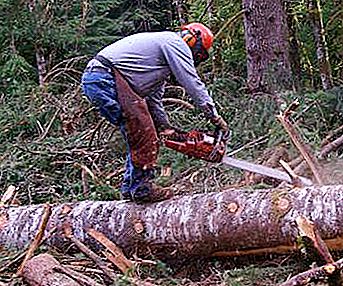 כיצד לחתוך עץ נכון: הוראות, המלצות. בסדר עבור עץ שנכרת.