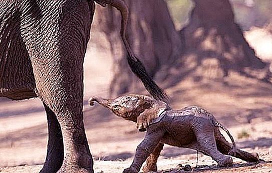 Carolina machte erstaunliche Fotos davon, wie ein Elefantenkalb seine ersten Schritte unternimmt
