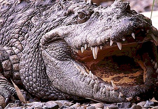 Crocodile: di mana dia tinggal? Di mana buaya hidup dan apa yang mereka makan?