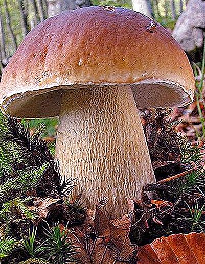 Valkoisen männyn sienen luontotyypit ja hyödyt