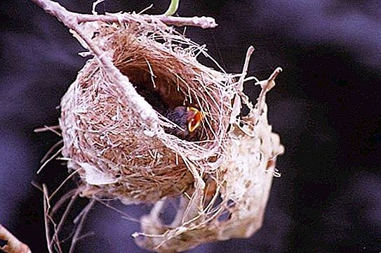 Explain to the children why bird nests cannot be ravaged.