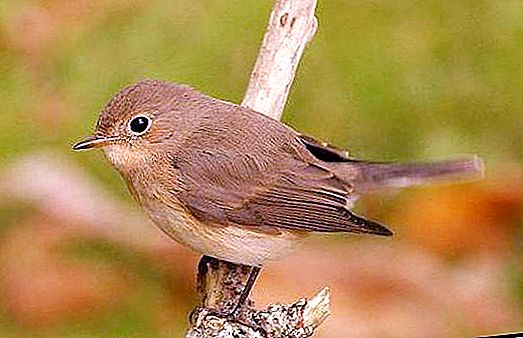 Lille fluecatcher fugl: beskrivelse, distribution, ernæring og interessante fakta