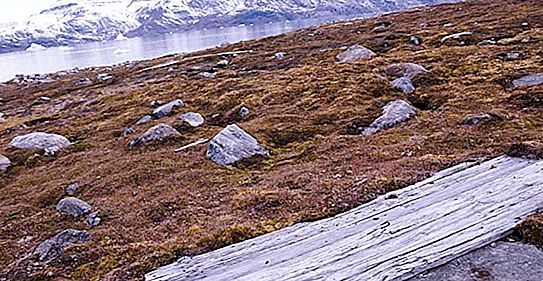 Suoli permafrost: aree di distribuzione, temperatura, caratteristiche di sviluppo