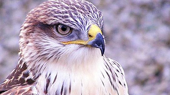 Magnifico falco: uccello da caccia
