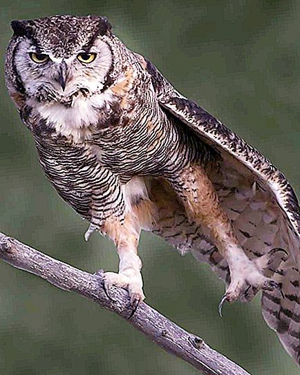 Virginian Eagle Owl: beschrijving, habitat en levensstijl