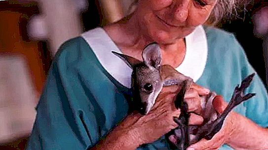 I stället för en kängurummamma: australierna räddade vilda djur från bränder och visar nu hur de tar hand om dem hemma