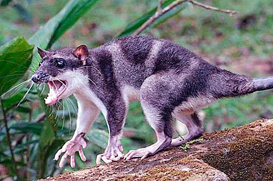 Zarigüeya de agua: una rata marsupial que vive en el agua