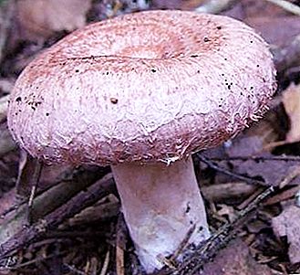플레이크 분홍색과 흰색 버섯