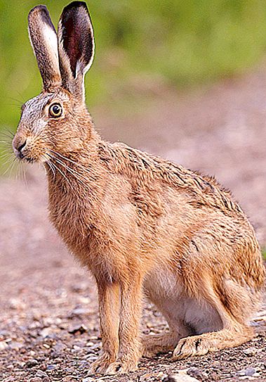 Bunny hare and hare: beskrivning, distribution, likhet och skillnad