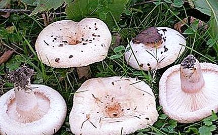 Belyanki - paddenstoelen met een geur van geranium