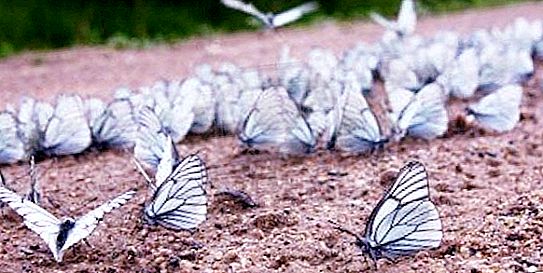 Hawthorn - isang puting butterfly na may itim na veins
