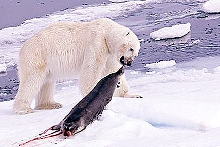 北极熊吃什么？ 有北极熊企鹅吗？