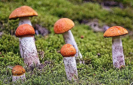 Boletus svamp: foto, typer og beskrivelse
