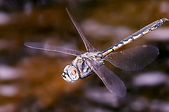Interessante Fakten über Libellen. Dragonfly Squad Geschichten