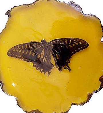 Muodonmuutos: miten toukka muuttuu perhosiksi