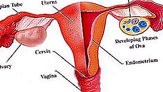 Como calcular o seu período? Calendário menstrual, ciclo menstrual - informações abrangentes para as mulheres